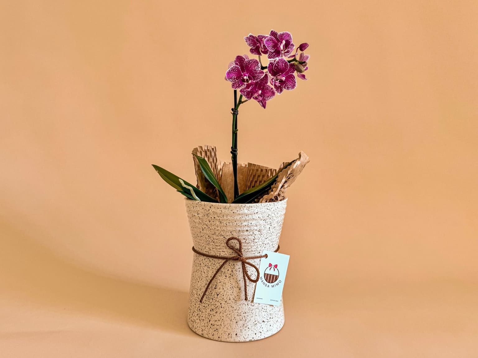 Miniatura 2 do produto Vaso Cerâmica & Mini Orquídea